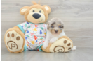 Havapoo Pup Being Cute