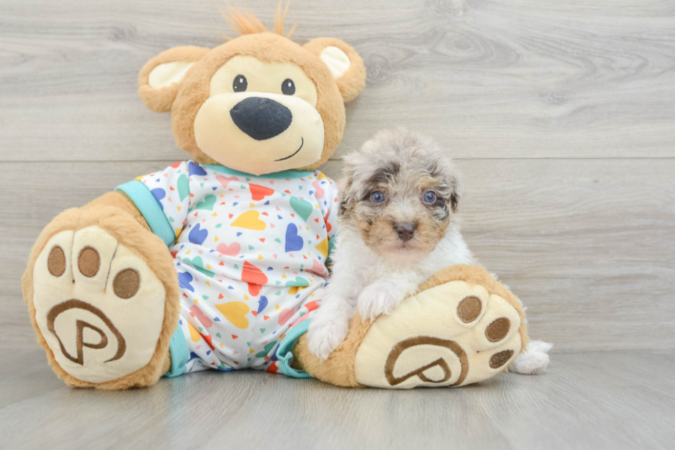 Havapoo Pup Being Cute