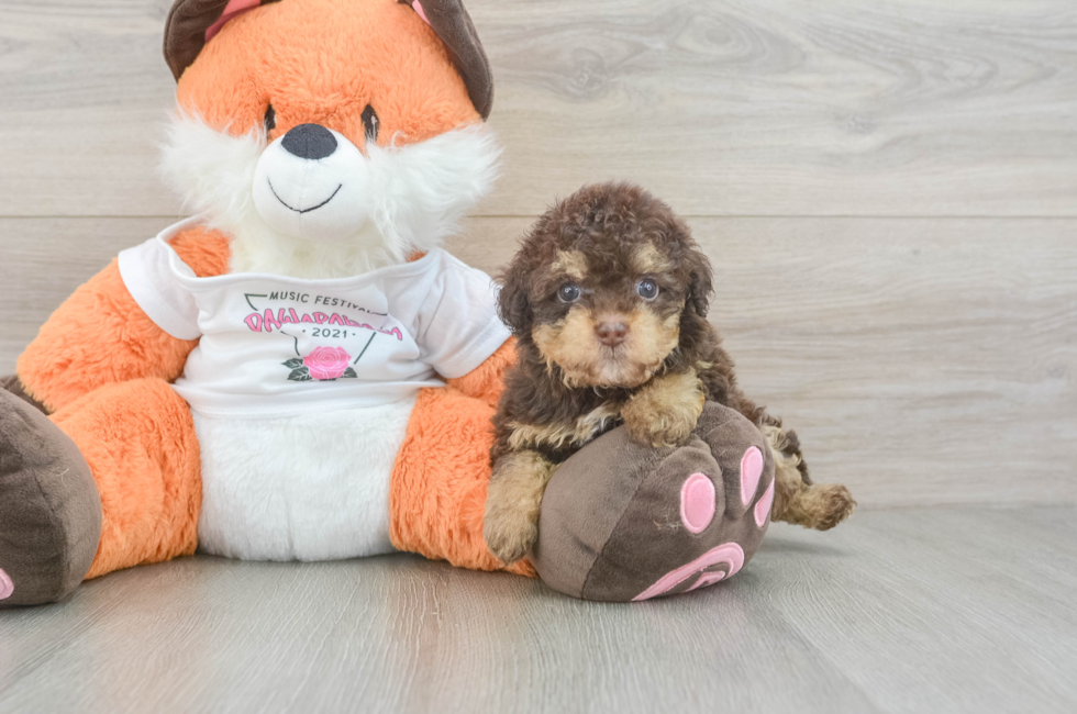 7 week old Havapoo Puppy For Sale - Simply Southern Pups