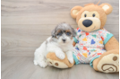 Little Havadoodle Poodle Mix Puppy