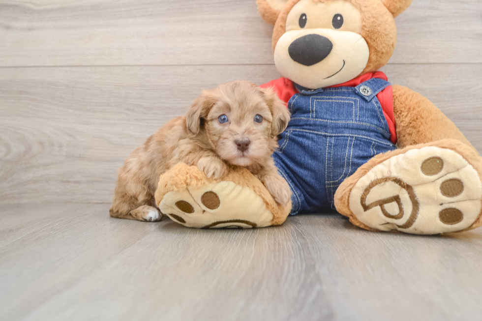 Hypoallergenic Havadoodle Poodle Mix Puppy