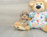 9 week old Havapoo Puppy For Sale - Simply Southern Pups