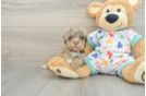 Havapoo Puppy for Adoption