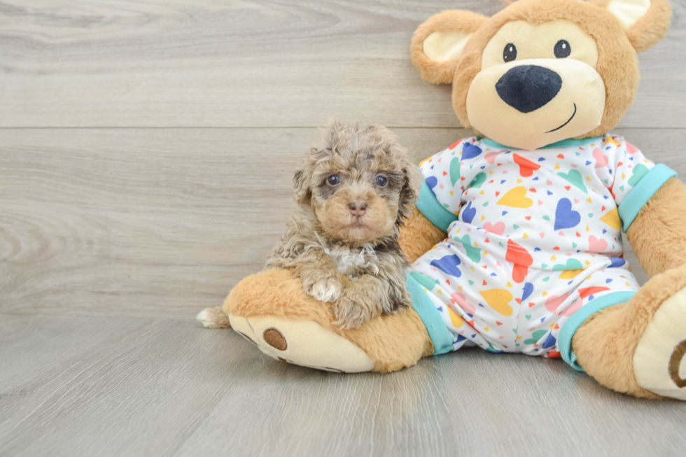 Havapoo Puppy for Adoption