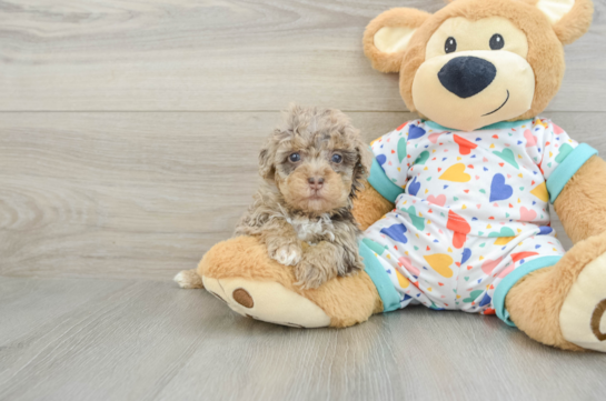 Havapoo Puppy for Adoption