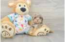 Popular Havapoo Poodle Mix Pup