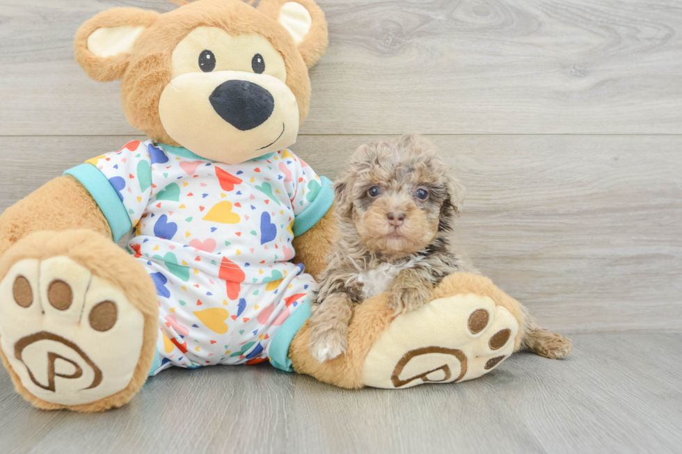 Popular Havapoo Poodle Mix Pup