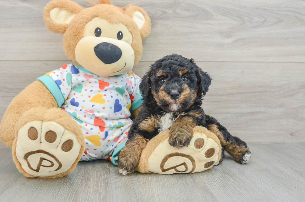 6 week old Havapoo Puppy For Sale - Simply Southern Pups