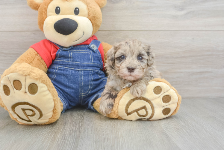 Petite Havapoo Poodle Mix Pup