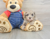 8 week old Havapoo Puppy For Sale - Simply Southern Pups