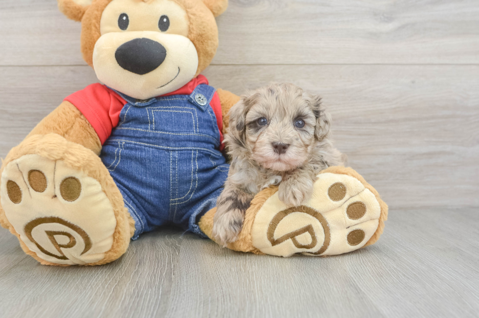 5 week old Havapoo Puppy For Sale - Simply Southern Pups