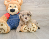 8 week old Havapoo Puppy For Sale - Simply Southern Pups