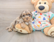 7 week old Havapoo Puppy For Sale - Simply Southern Pups