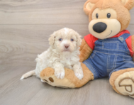 7 week old Havapoo Puppy For Sale - Simply Southern Pups