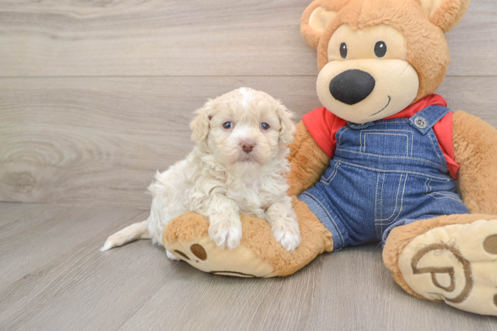 Havapoo Puppy for Adoption