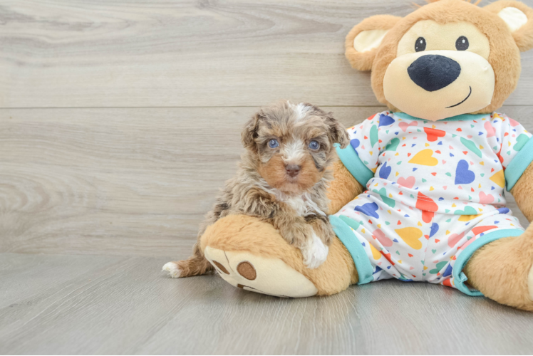 Havapoo Puppy for Adoption