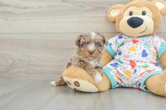 Havapoo Puppy for Adoption