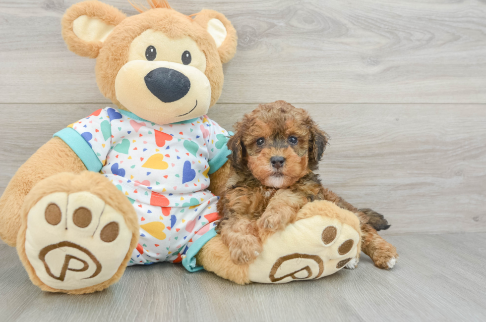 6 week old Havapoo Puppy For Sale - Simply Southern Pups