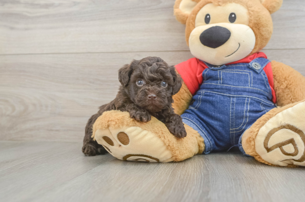 5 week old Havapoo Puppy For Sale - Simply Southern Pups