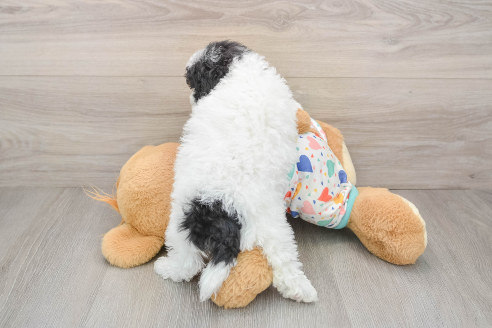 Havapoo Pup Being Cute