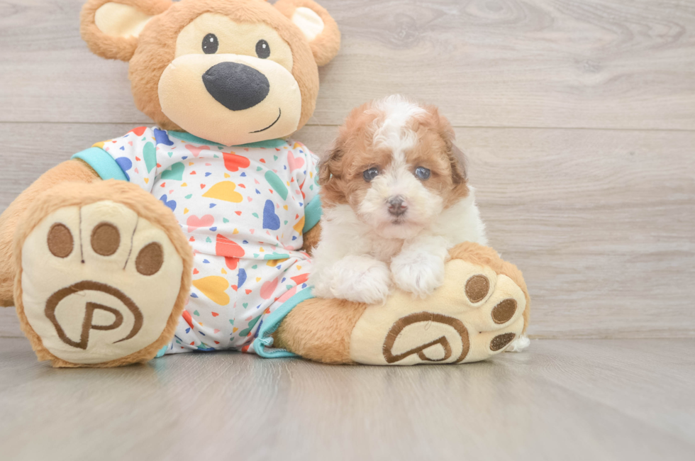 6 week old Havapoo Puppy For Sale - Simply Southern Pups