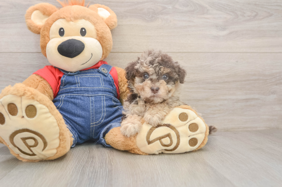 6 week old Havapoo Puppy For Sale - Simply Southern Pups