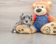 5 week old Havapoo Puppy For Sale - Simply Southern Pups