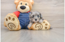Best Havapoo Baby