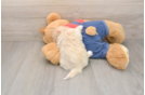 Havapoo Puppy for Adoption
