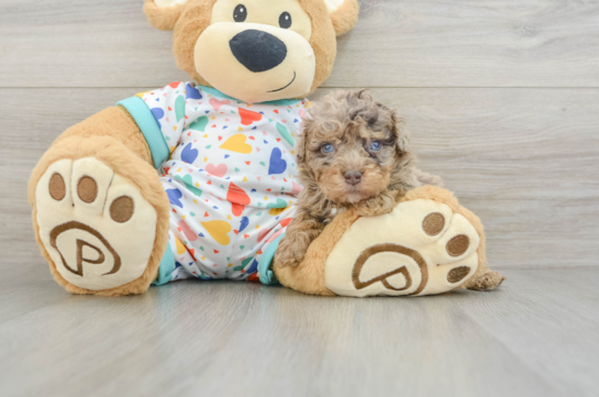 Havapoo Puppy for Adoption