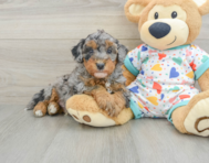 8 week old Havapoo Puppy For Sale - Simply Southern Pups
