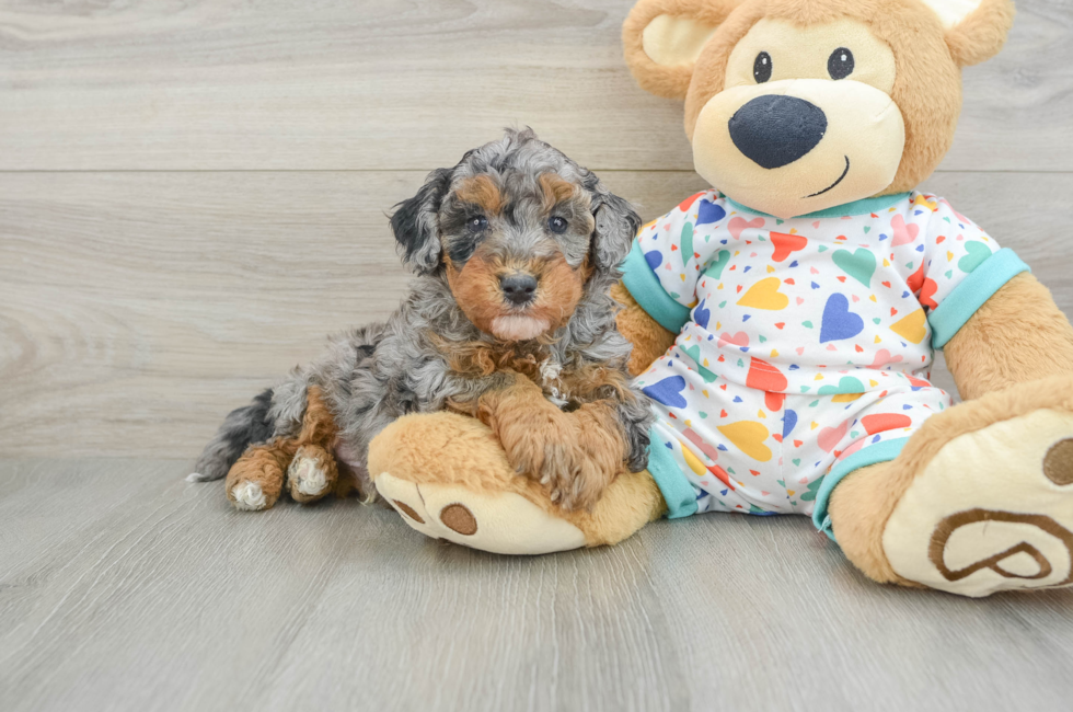 6 week old Havapoo Puppy For Sale - Simply Southern Pups