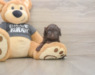 7 week old Havapoo Puppy For Sale - Simply Southern Pups