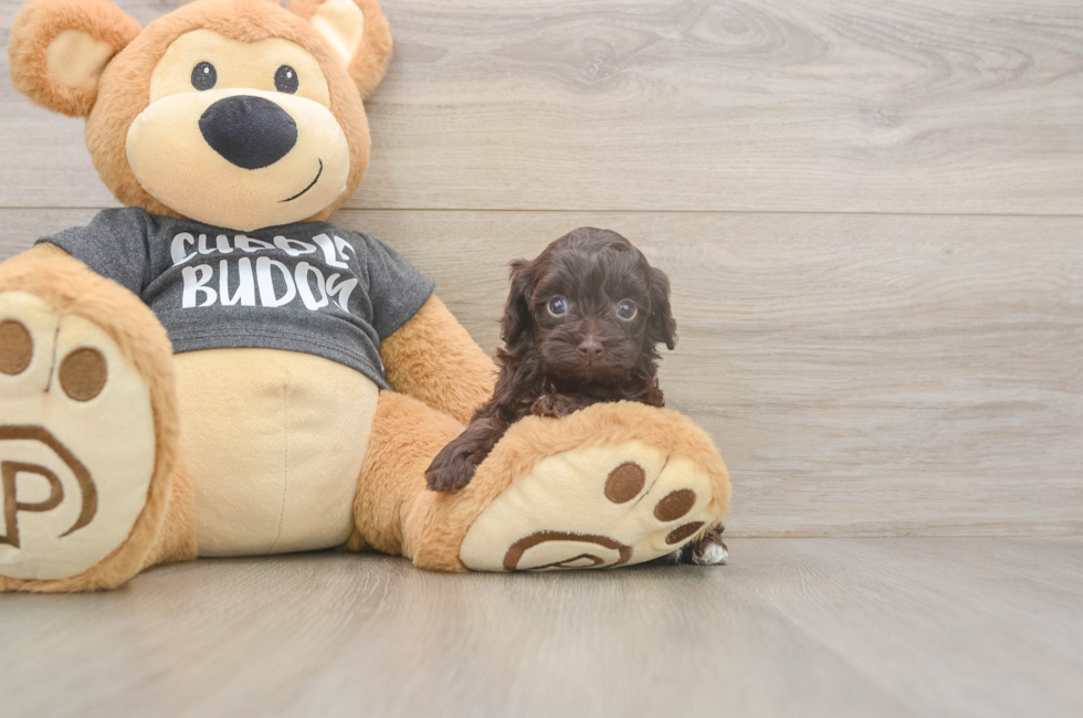 5 week old Havapoo Puppy For Sale - Simply Southern Pups