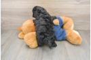 Adorable Havadoodle Poodle Mix Puppy