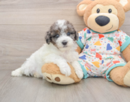 7 week old Havapoo Puppy For Sale - Simply Southern Pups