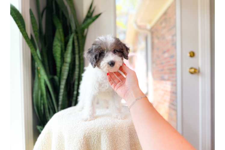 Havapoo Pup Being Cute