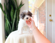 10 week old Havapoo Puppy For Sale - Simply Southern Pups
