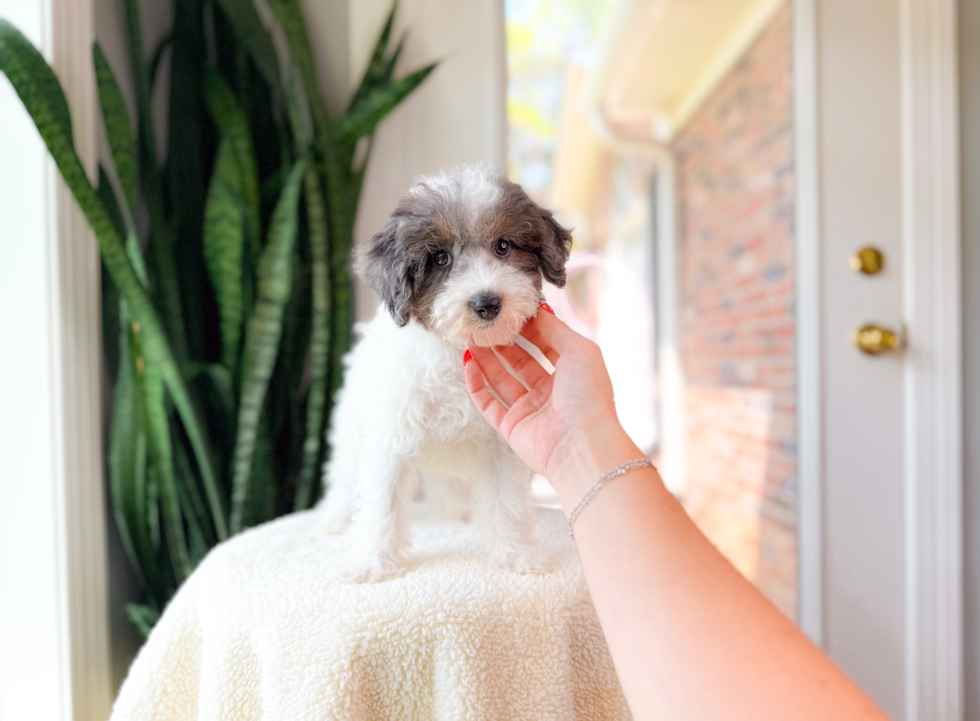 Havapoo Pup Being Cute
