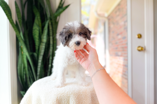 Havapoo Pup Being Cute