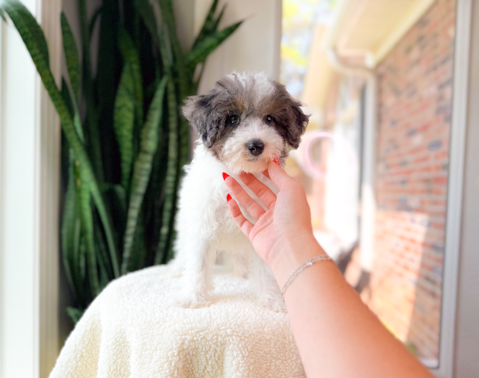 Havapoo Puppy for Adoption