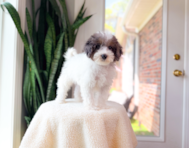 10 week old Havapoo Puppy For Sale - Simply Southern Pups