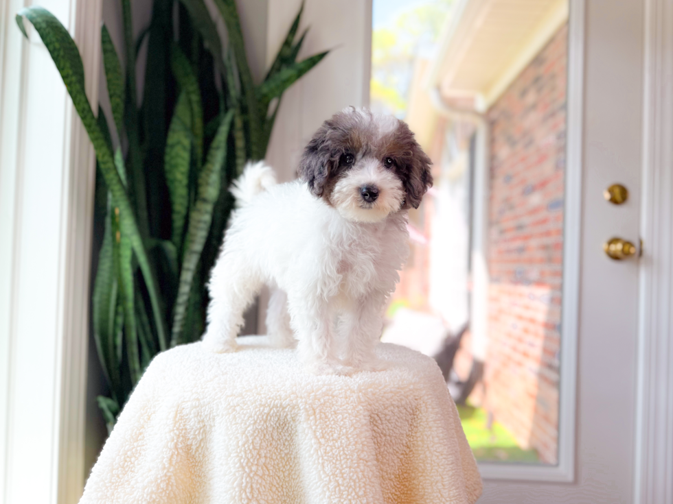 Cute Havapoo Poodle Mix Pup