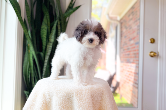 Cute Havapoo Poodle Mix Pup