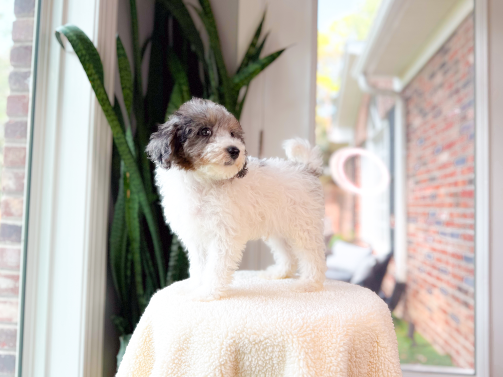 Cute Havapoo Poodle Mix Pup