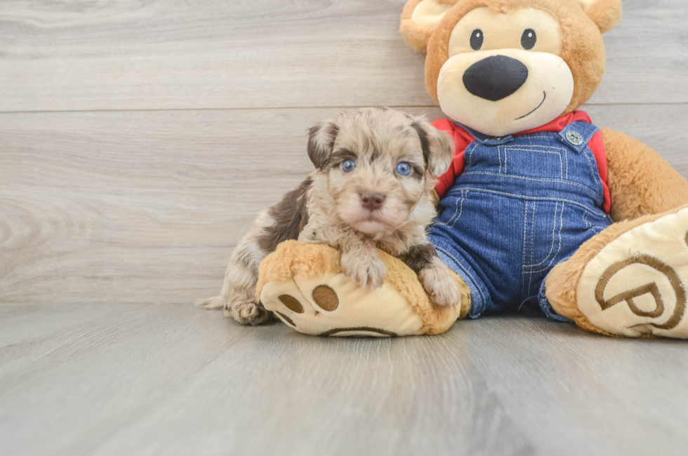5 week old Havapoo Puppy For Sale - Simply Southern Pups