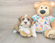 7 week old Havapoo Puppy For Sale - Simply Southern Pups