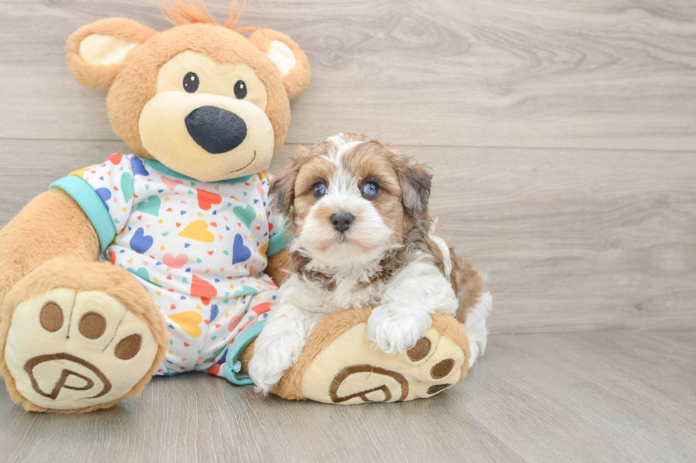Funny Havapoo Poodle Mix Pup