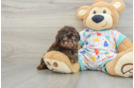 Smart Havapoo Poodle Mix Pup