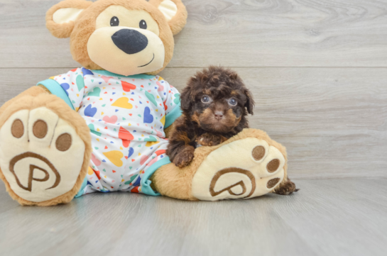 Havapoo Pup Being Cute